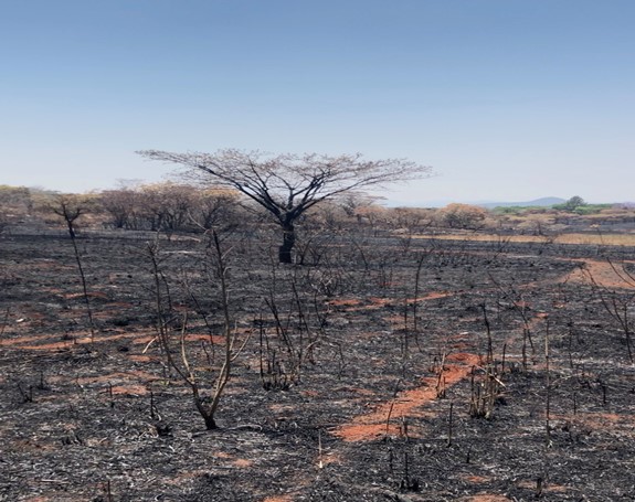 Steve Wentzel Discusses a Major Cause of Biodiversity Loss Around the World